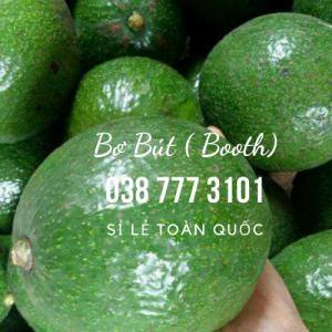Bơ Booth Bơ Bút Lâm Đồng Gọi 0385573101