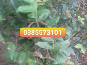 Bán nho thân gỗ