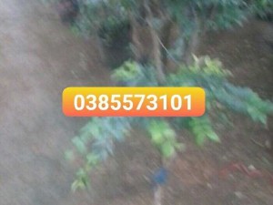Bán nho thân gỗ