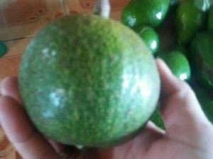 Bán quả bơ 034 Lâm Đồng Size 23