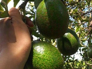 Bán quả bơ 034 Lâm Đồng Size 23