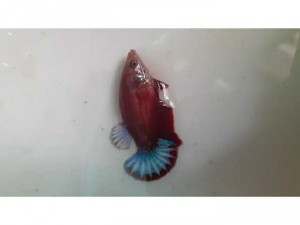 Betta coi nemo Gallaxy