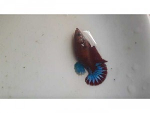 Betta coi nemo Gallaxy