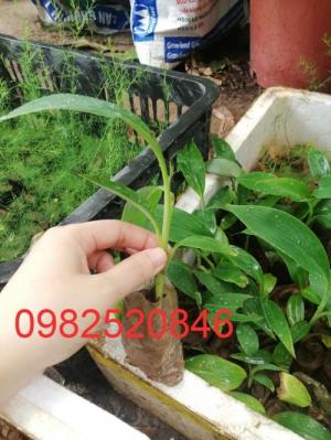 Cung cấp giống chuối tây thái