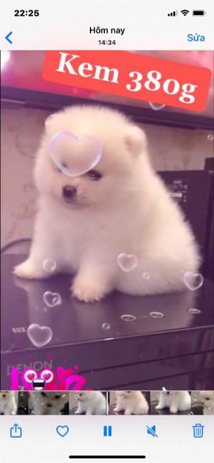 BÁN PHOC SÓC TINY THUẦN CHỦNG