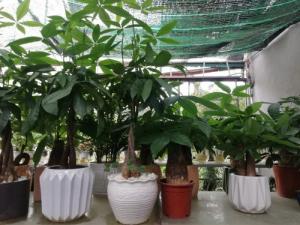 Cung cấp cây cảnh, cây để bàn đẹp
