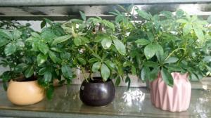 Cung cấp cây cảnh, cây để bàn đẹp
