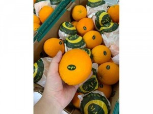 Cam vàng Ai Cập