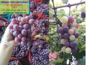 Cung cấp giống nho Ninh Thuận