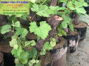 Cung cấp giống nho Ninh Thuận