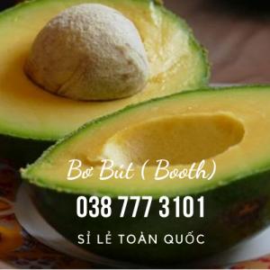 Bơ Booth Bơ Bút Lâm Đồng Gọi 0385573101 #VuonNhaDaucó giao Tại TPHCM sỉ lẻ