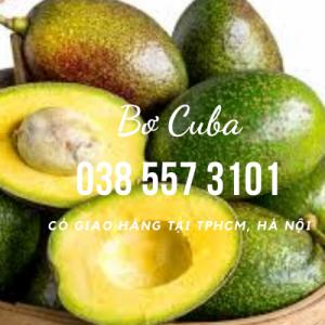 Bơ Cuba Gọi 0385573101 - Vườn Nhà Dậu