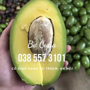 Bơ Cuba Gọi 0385573101 - Vườn Nhà Dậu