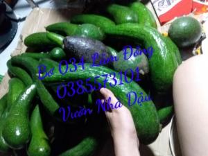 Bơ 034 thùng 10kg Vườn Nhà Dậu chuẩn bơ xuất khẩu
