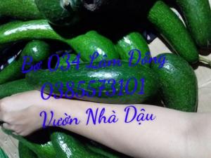 Bơ 034 thùng 10kg Vườn Nhà Dậu chuẩn bơ xuất khẩu