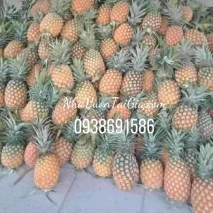 Thơm mật Lâm đồng bán tại TPHCM
0938691586 -