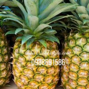 Thơm mật Lâm đồng bán tại TPHCM
0938691586 -