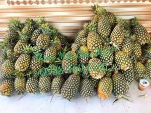 Thơm mật trái 2kg