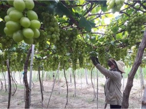 Nho xanh Ninh Thuận tại vườn