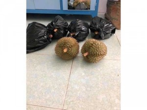 Sầu riêng Thái Đắk Lắk chín cây tại vườn