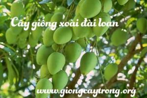 Cung cấp cây xoài giống