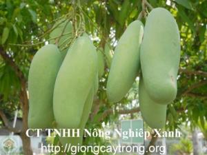 Cung cấp cây xoài giống