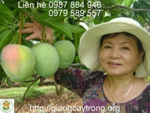 Cung cấp cây xoài giống