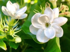 Bán hoa lài tươi, hoa nhài
