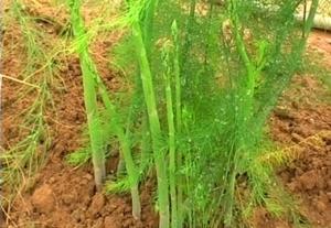 Chuyên cung cấp giống cây măng tây xanh và hạt măng tây xanh ,tím chất lượng