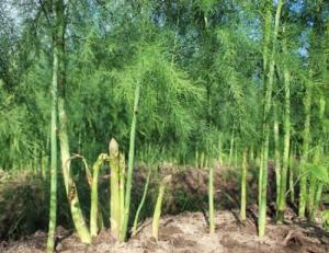 Chuyên cung cấp giống cây măng tây xanh và hạt măng tây xanh ,tím chất lượng