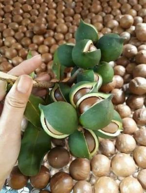 Hạt Macca món ăn vặt giá rẻ Lhe 0916004117
