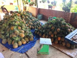 Gọi 090 2468 832 - giao thơm mật tại TPHCM