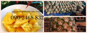 Gọi 090 2468 832 - giao thơm mật tại TPHCM