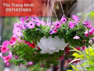 Chuyên cung cấp cây giống hoa Dạ Yến Thảo