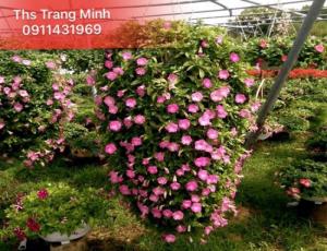 Chuyên cung cấp cây giống hoa Dạ Yến Thảo