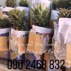 Thơm mật Lâm Đồng