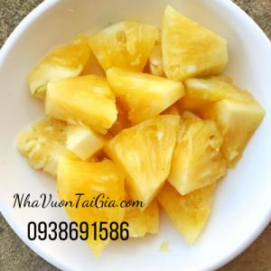 Thơm mật Đà Lạt -Dứa Cayyen Thơm mật Lâm Đồng -gọi 093 869 1586 có giao lẻ tại TPHCM