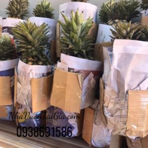 Thơm mật Đà Lạt -Dứa Cayyen Thơm mật Lâm Đồng -gọi 093 869 1586 có giao lẻ tại TPHCM