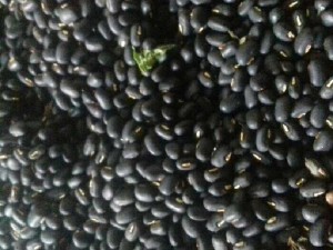 Bán đậu đen xanh lòng nhà trồng bao sạch