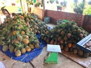 Thơm mật Đơn Dương Thùng 6 trái thơm mật Lâm Đồng thùng 12kg TPHCM - 090 2468 832