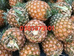 Bán thơm mật lâm đồng sỉ lẻ