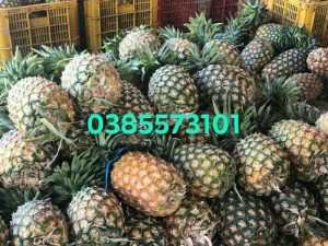 Bán thơm mật lâm đồng sỉ lẻ