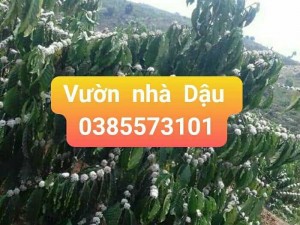 Cà phê rang say sẵn bao ngon