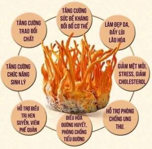 Viên Nang Phục Hồi Sức Khỏe Hector