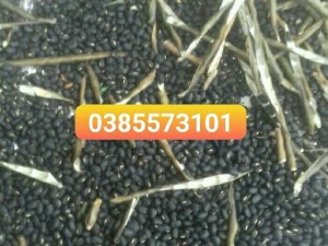Đậu đen xanh lòng nhà trồng