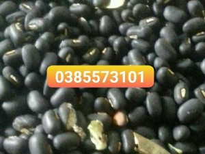 Đậu đen xanh lòng nhà trồng