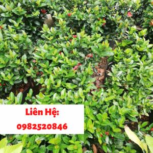 Cây mẫu đơn hơn cả sự mong đợi