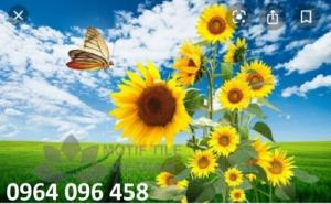 Tranh phong cảnh - gạch tranh 3d cao cấp