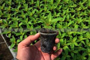 cây giống hoa mào gà
cay giong hoa mao ga