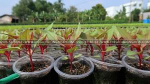 cây giống hoa mào gà
cay giong hoa mao ga